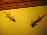 IMG_0228