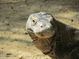 IMG_0407