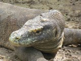 IMG_0417