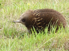 Echidna