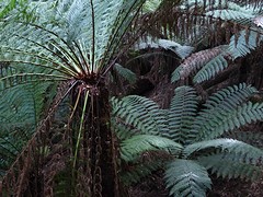 Mount Field NP