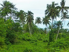 voormaligeplantage