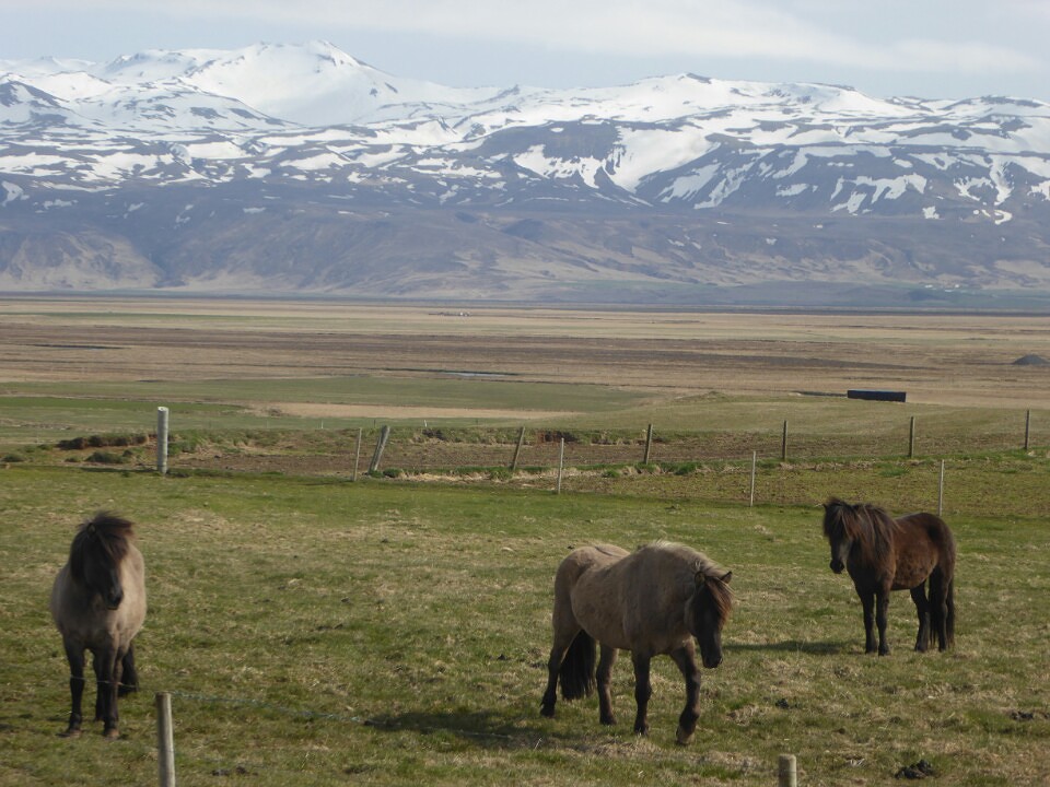 ijslandse pony's