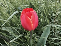 Tulp