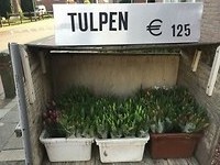 Tulpen euro 1,25