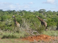 P1180414