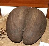 Lodoicea_maldivica_seed