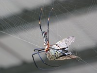 Japan eo juni juli  2009 deel 2 002