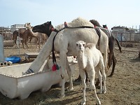 DSC05922