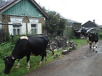 DSC08888