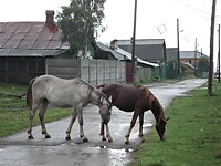 DSC08897 (2)