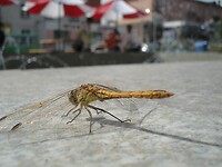 DSC09640