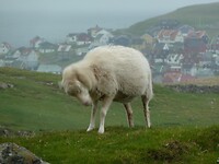 P1000246