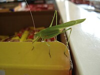 DSC00865