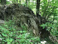 IMG_7536