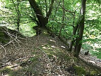 IMG_7538