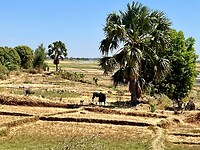 IMG_1664