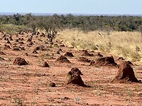IMG_1784