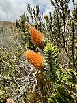 IMG_7365