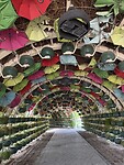 IMG_8716