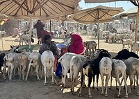 IMG_8917