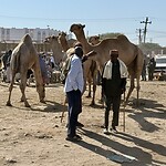 IMG_8915