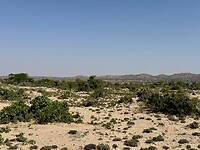 IMG_8930