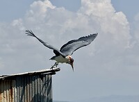 IMG_9314