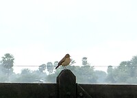 IMG_2420