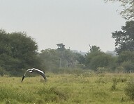 IMG_2409