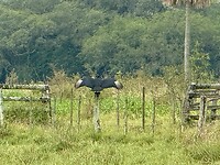IMG_2389