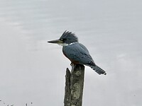 IMG_2374