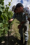 Een tour op de 20 hectaren wijngaard van Sytze
