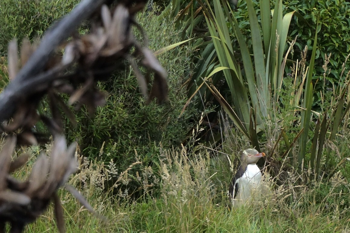 Yellow eyed pinguïn