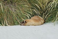 Verstopte sealion