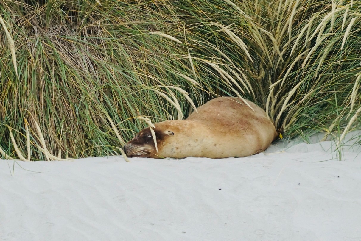 Verstopte sealion