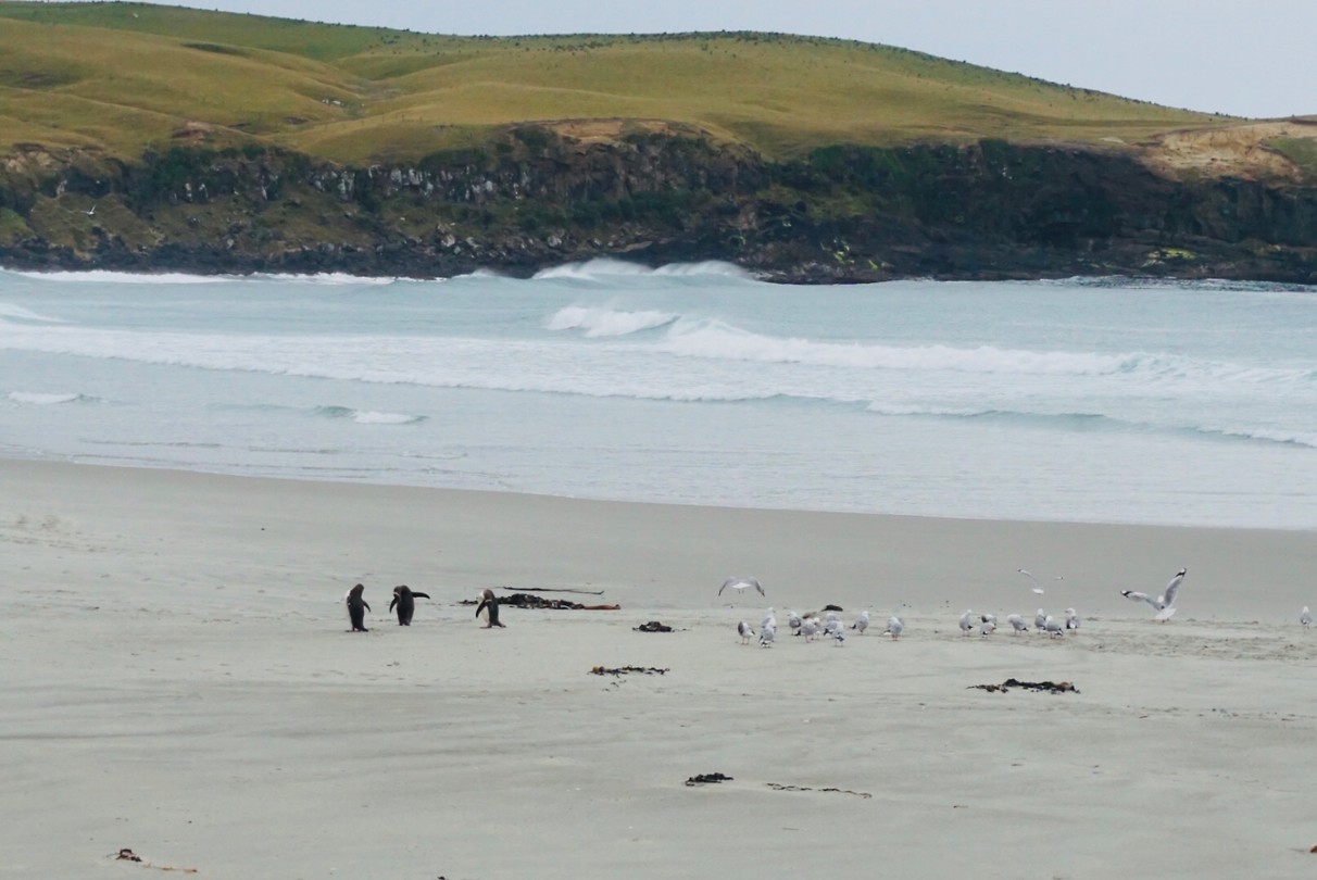 Yellow eyed pinguïns, net uit de zee komen buiksurfen