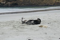 Sealion