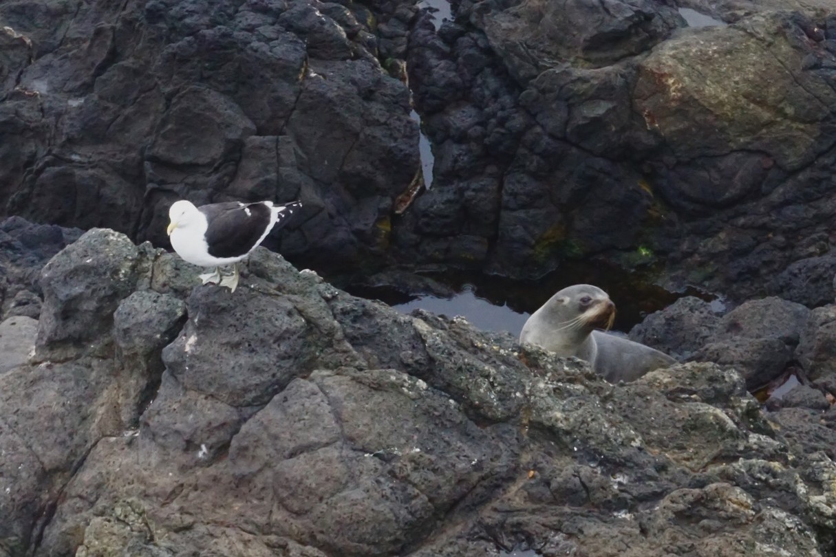 De furseals tijdens de wildlife tour