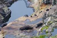 De furseals tijdens de wildlife tour