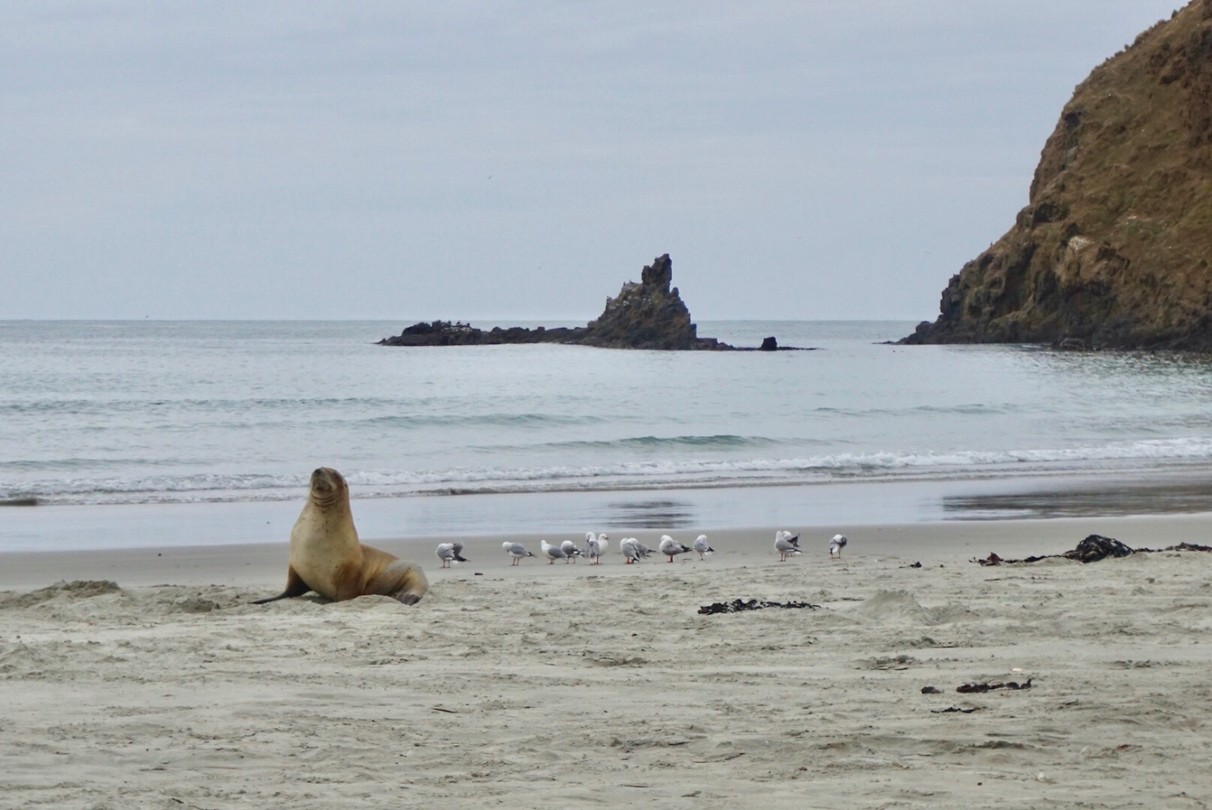 Sealion