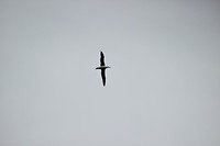 Albatros (eindelijk)