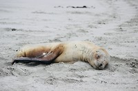 Baby sealion
