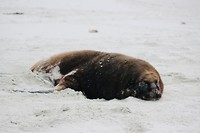 Dikke vette sealion