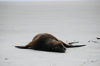 Sleeping sealion