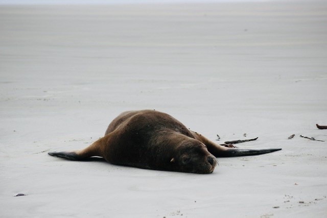 Sleeping sealion