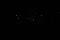 GLOW-worms
