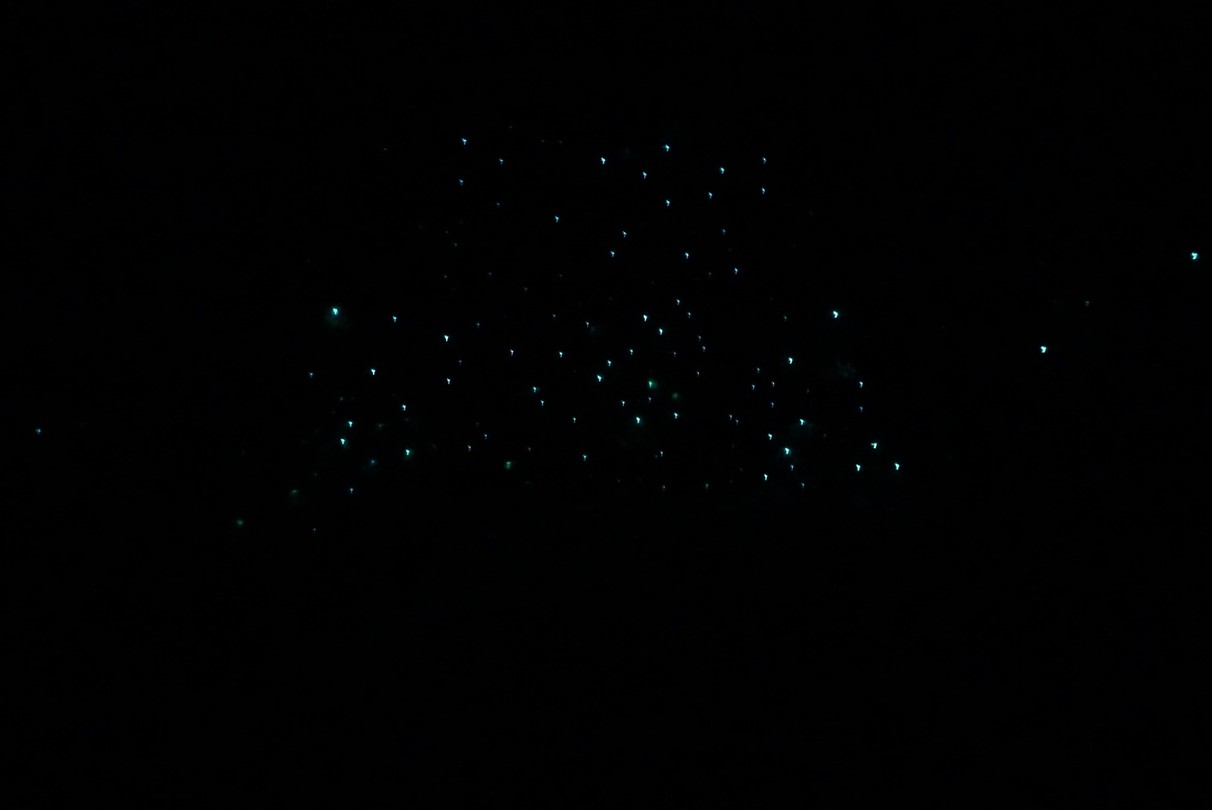GLOW-worms