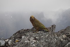 Kea