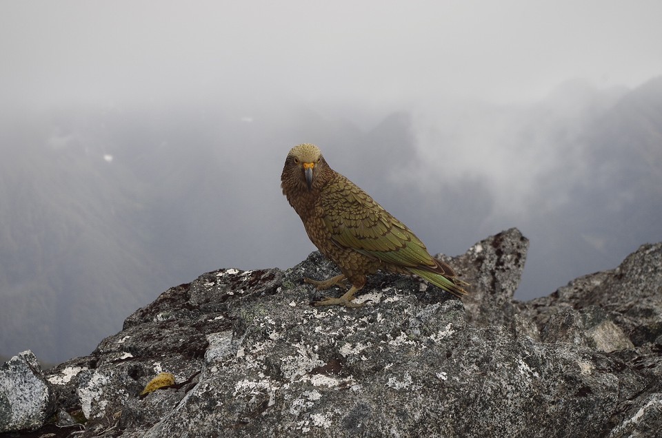 Kea